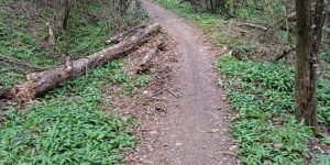 Cos'è il bushcraft
